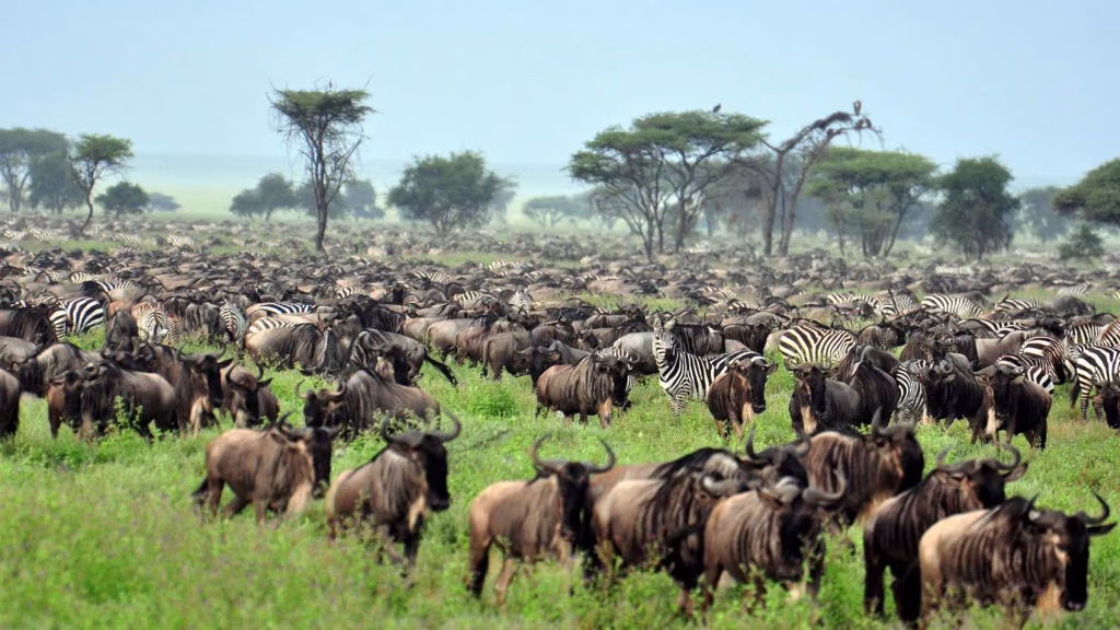 Serengeti South