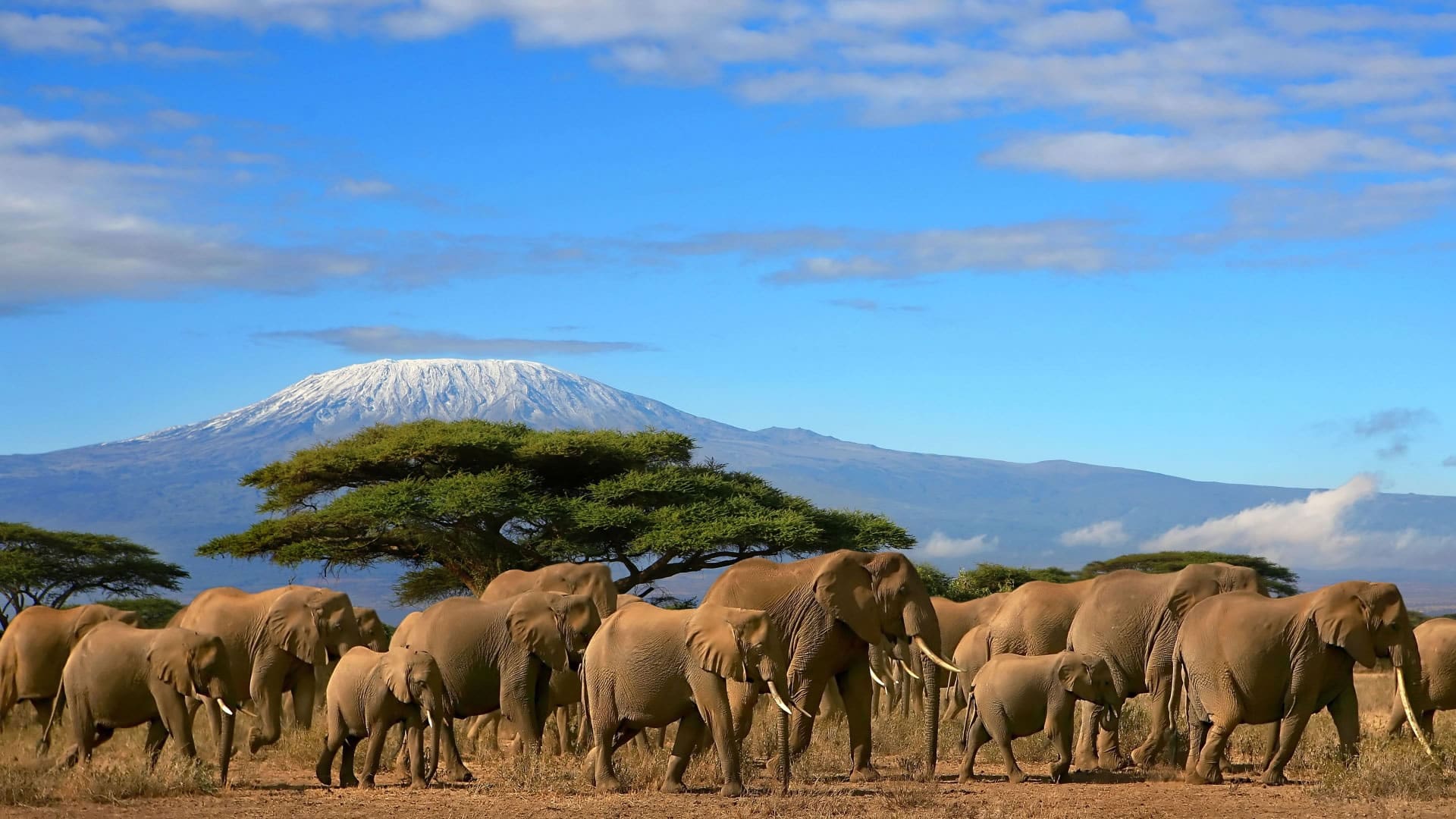 Amboseli National Park - Wildebeest Sightings