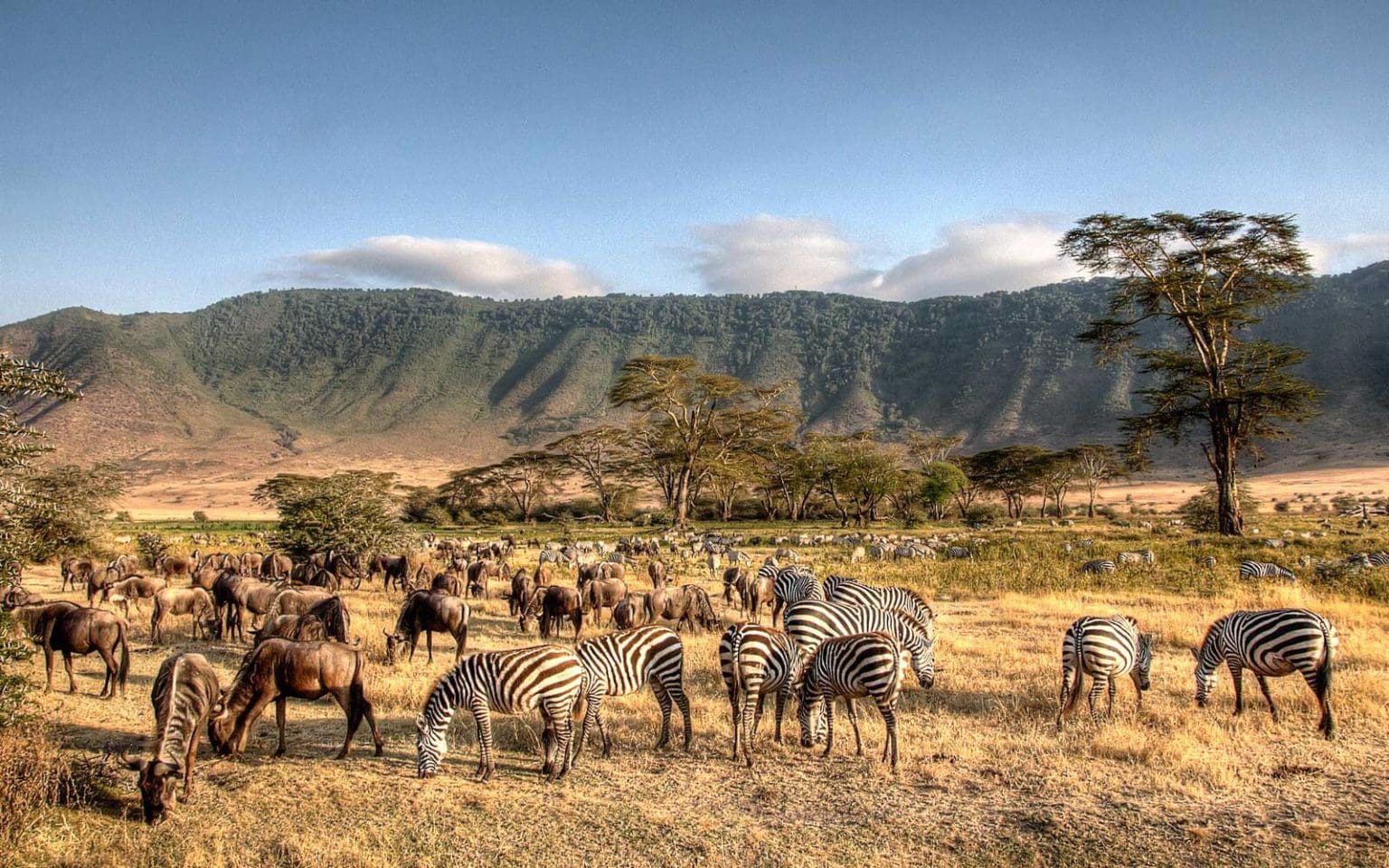 Ngorongoro Conservation Area - Ngorongoro Crater - Wildebeest Sightings