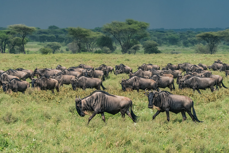 Wildebeest Migration in Kenya and Tanzania - Wildebeest Calving Season - Wildebeest Migration Safaris - Wildebeest Sightings