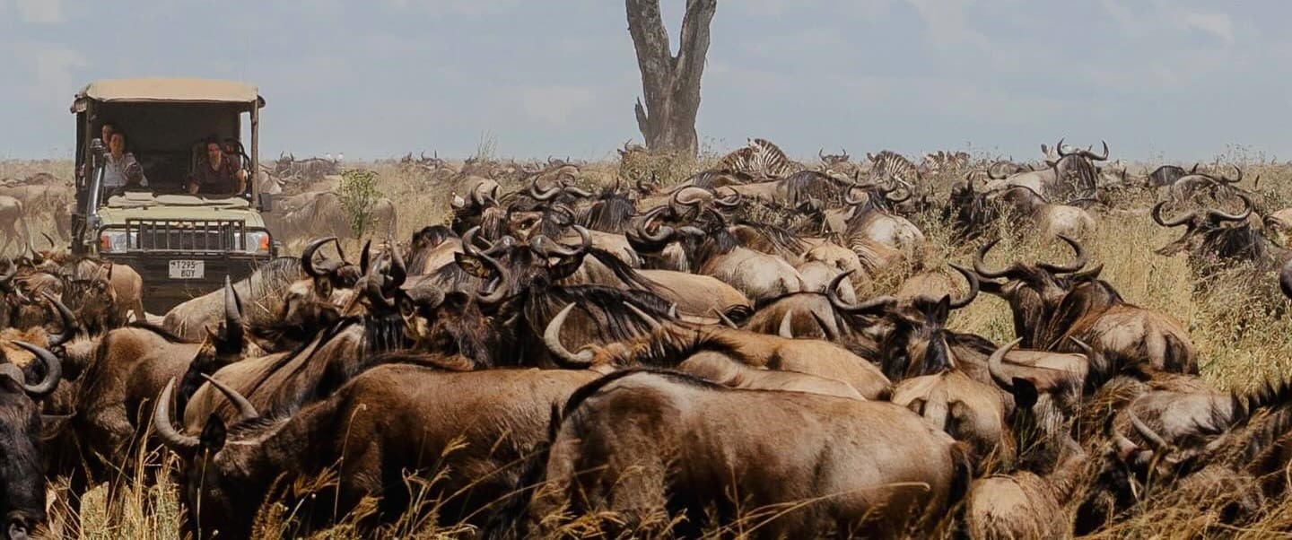 Wildebeest Migration in Ndutu