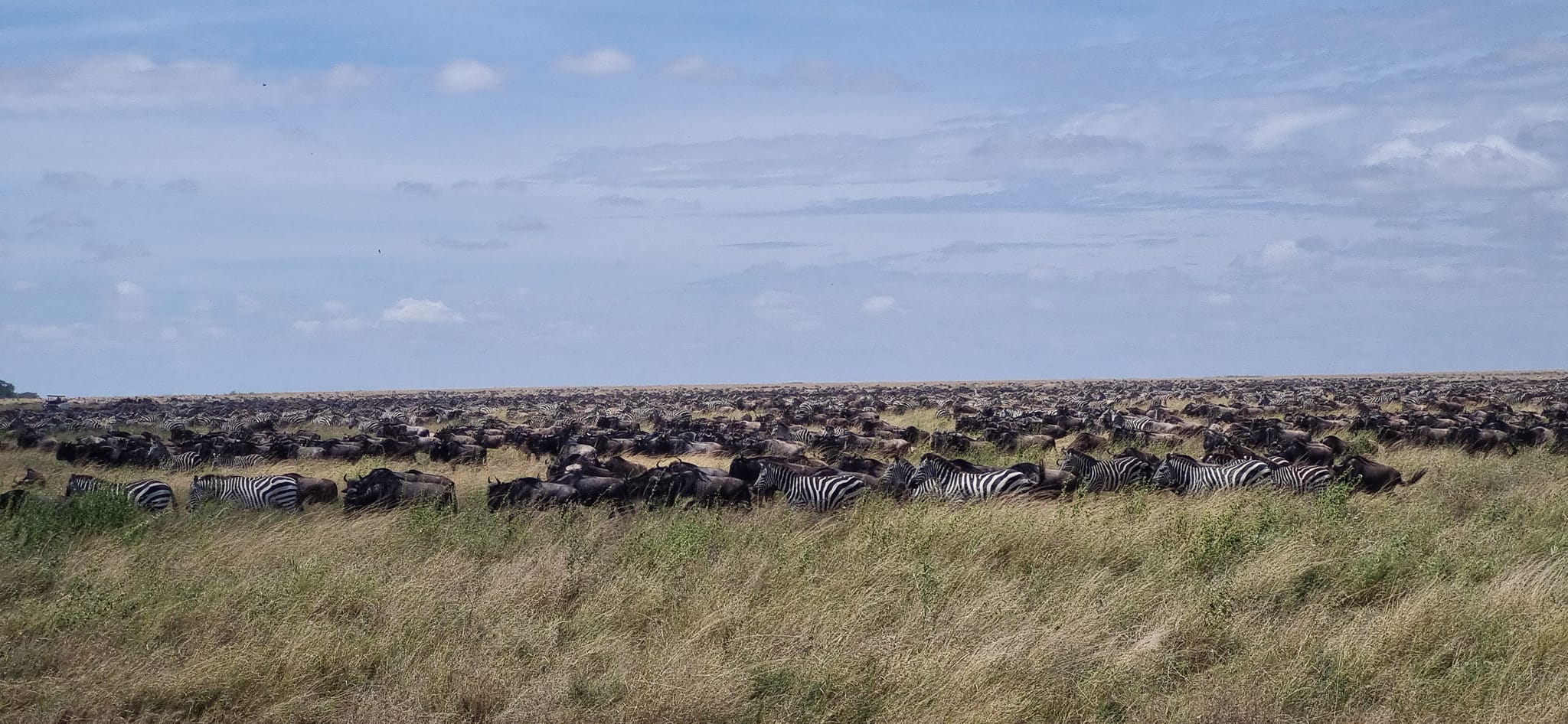Wildebeest Migration in Serengeti