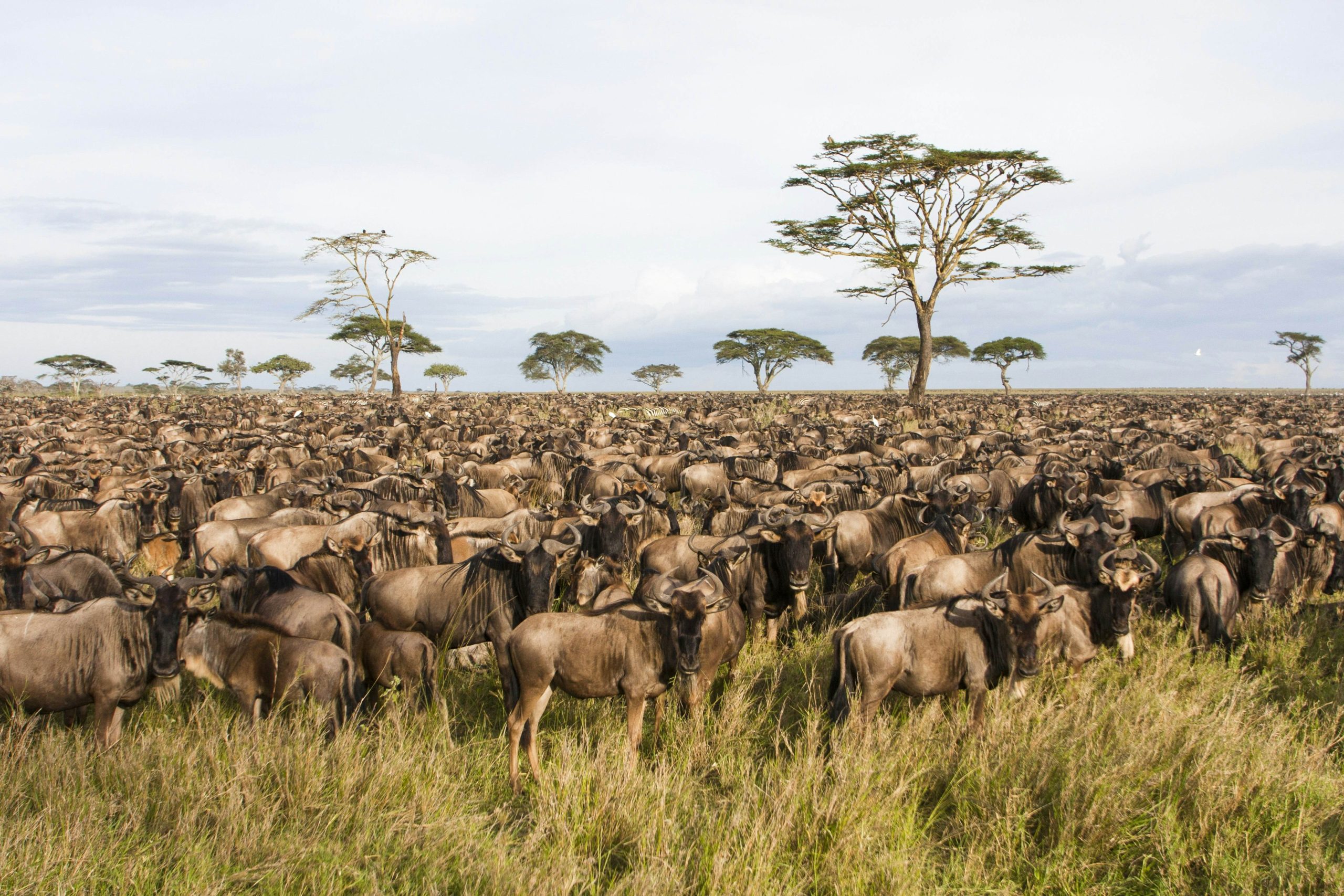 Serengeti National Park - Serengeti Safaris - Tanzania Safaris - Wildebeest Sightings