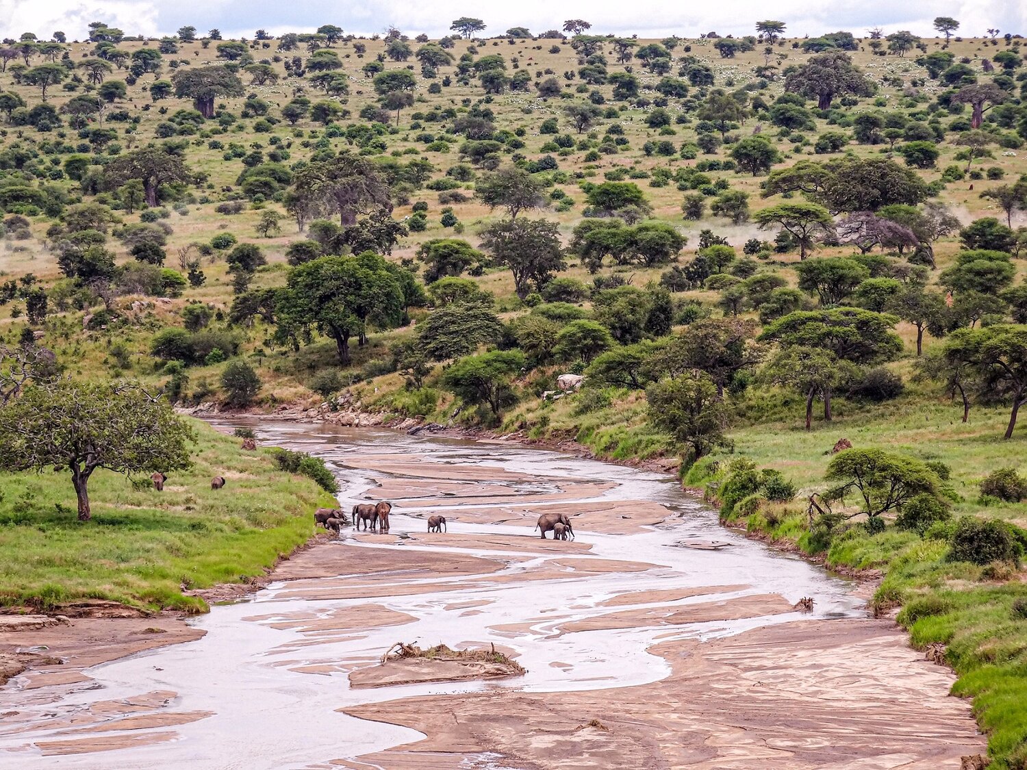 Tarangire National Park - Wildebeest Sightings