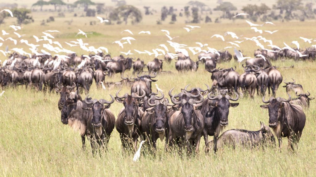 Ndutu Conservation Area - Wildebeest Sightings