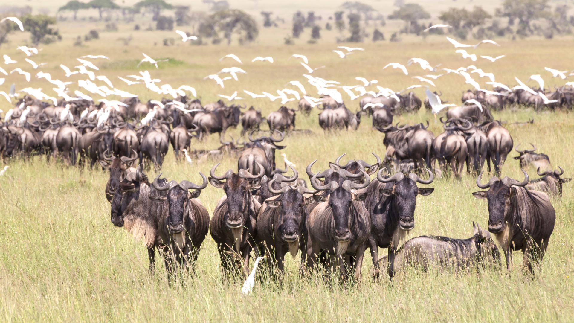 Ndutu Conservation Area - Wildebeest Sightings