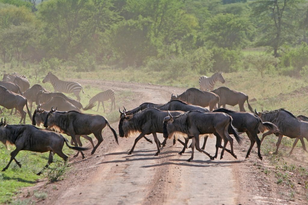 The Wildebeest Migration in January
