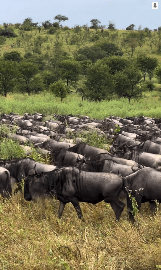 The herds are currently in the Moru Region in Central Serengeti