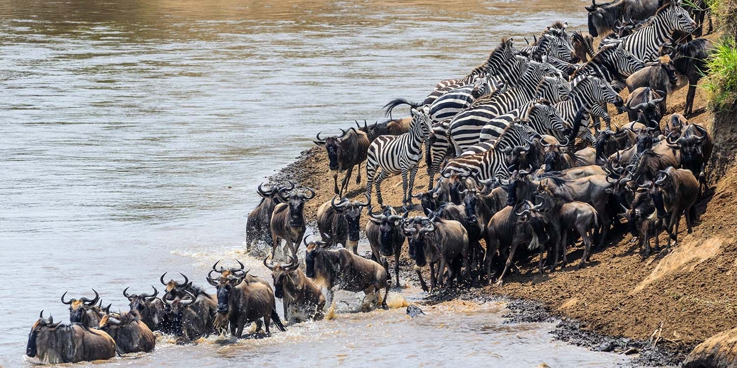 Best Time to See Wildebeest Migration in Africa