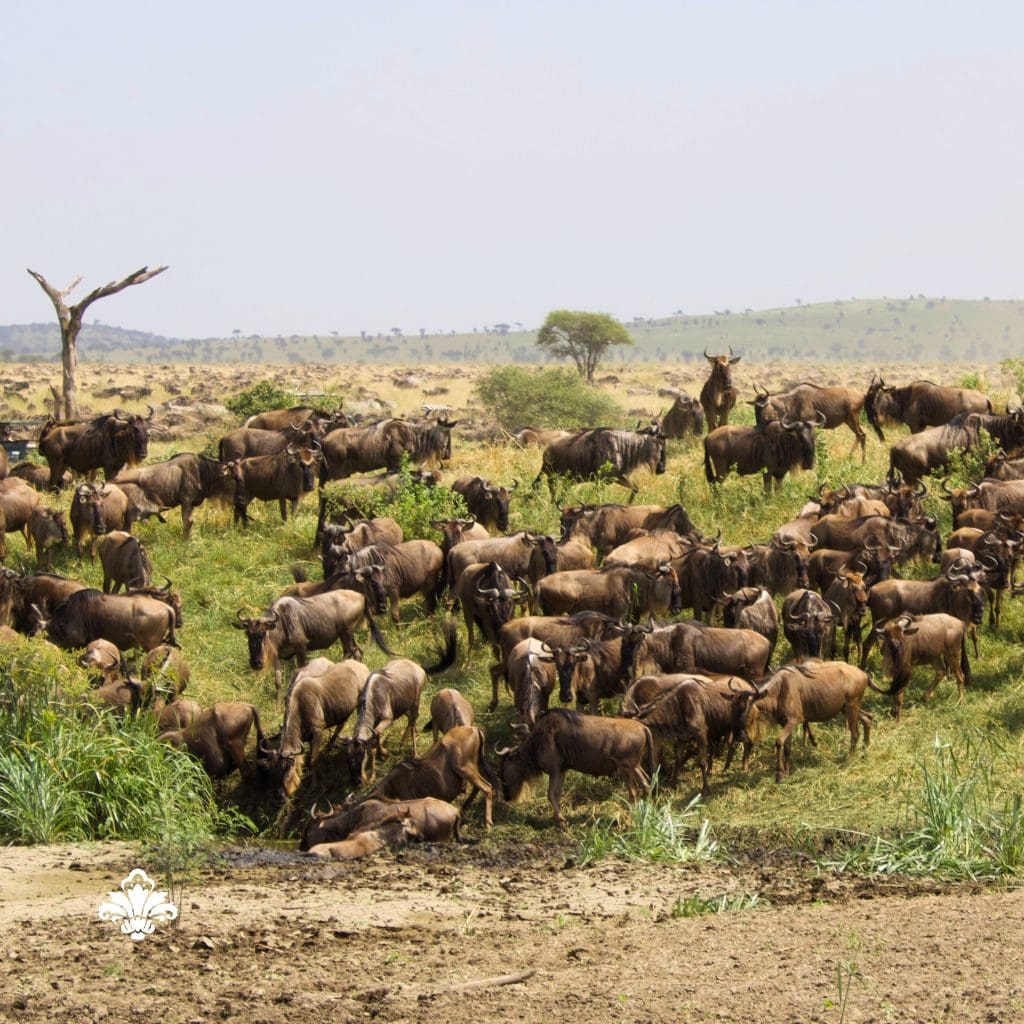 These wildebeest herds Were Sighted moving from Central Serengeti
