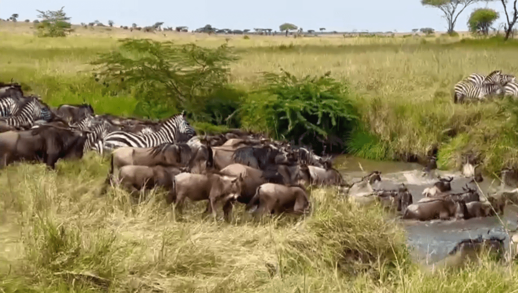The wildebeest migration was spotted crossing the Ngare Nanyukie River West Serengeti