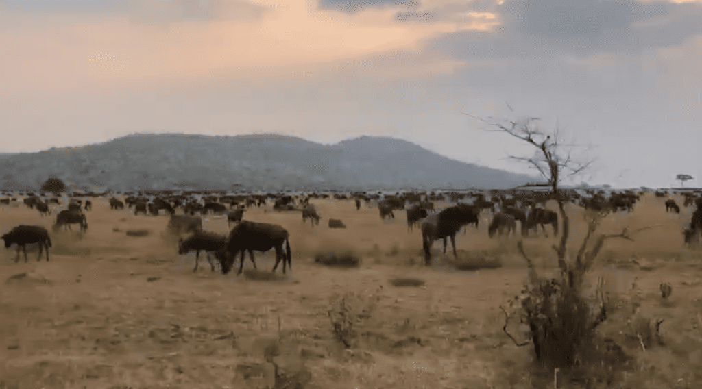 Western Wildebeest Herds Currently Arrive in Kirawira and Grumeti River