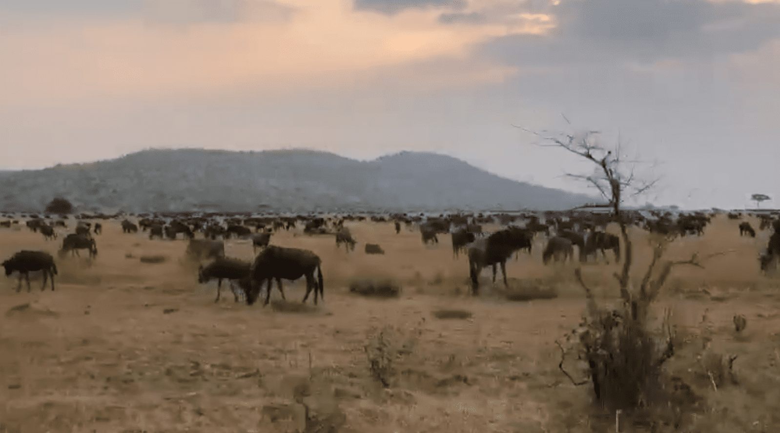 Western Wildebeest Herds Currently Arrive in Kirawira and Grumeti River