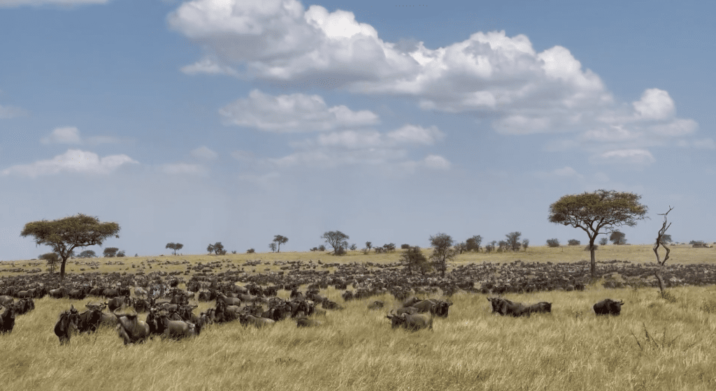 This wildebeest herds were spotted in Togoro Serengeti