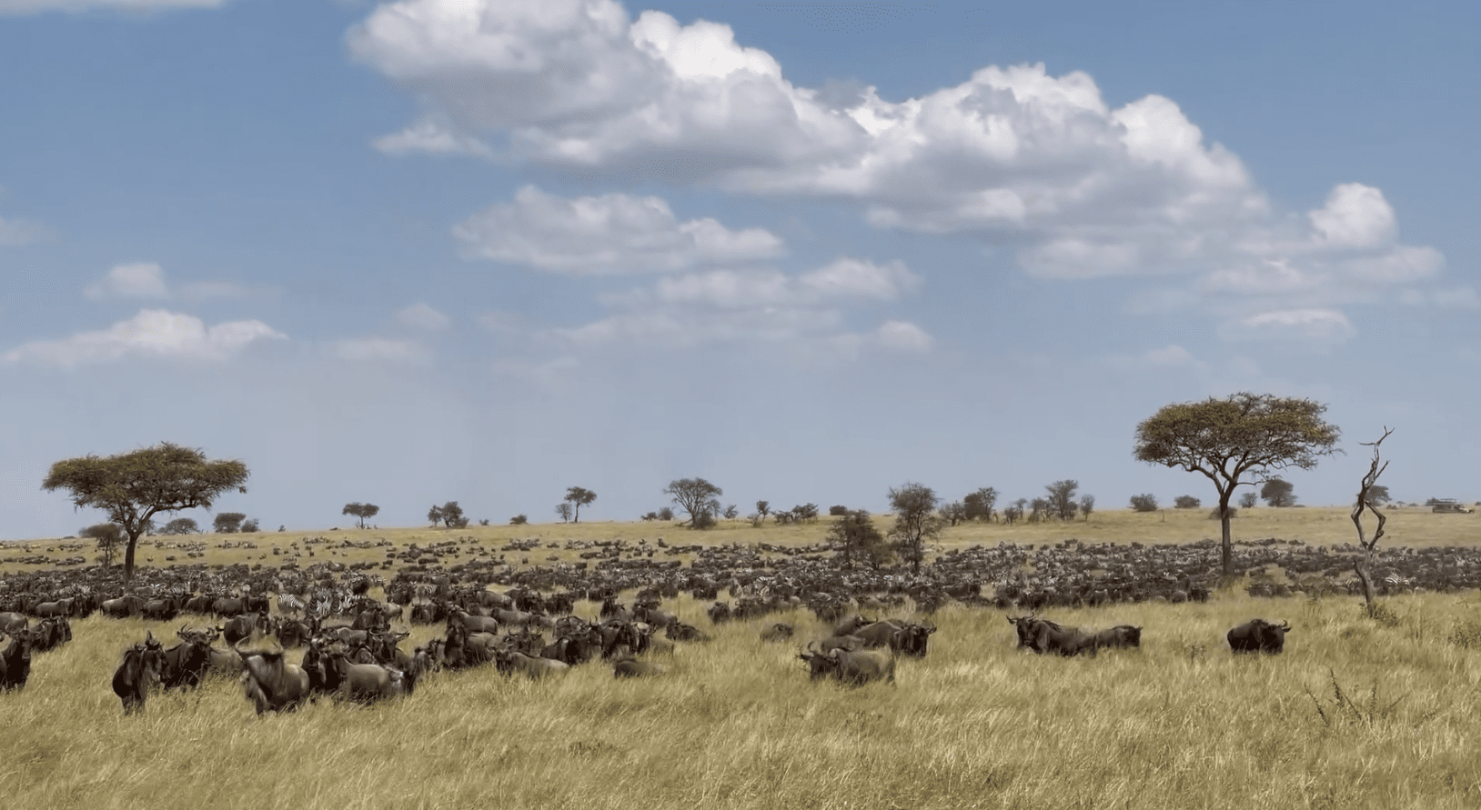 This wildebeest herds were spotted in Togoro Serengeti