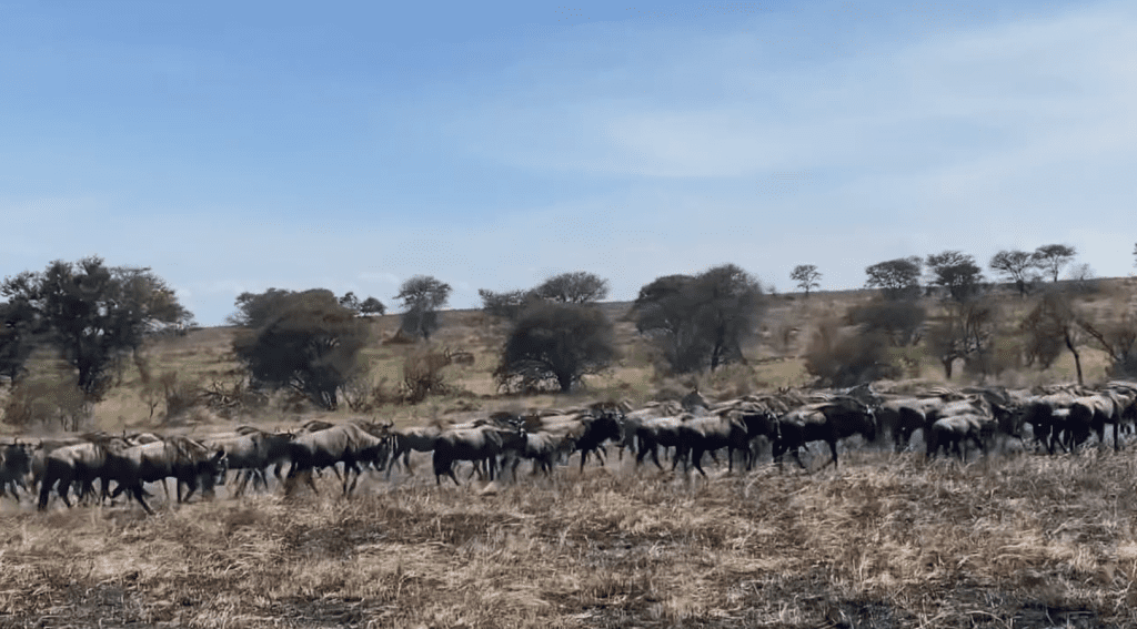Wildebeest Herds Spotted in Lobo Serengeti North