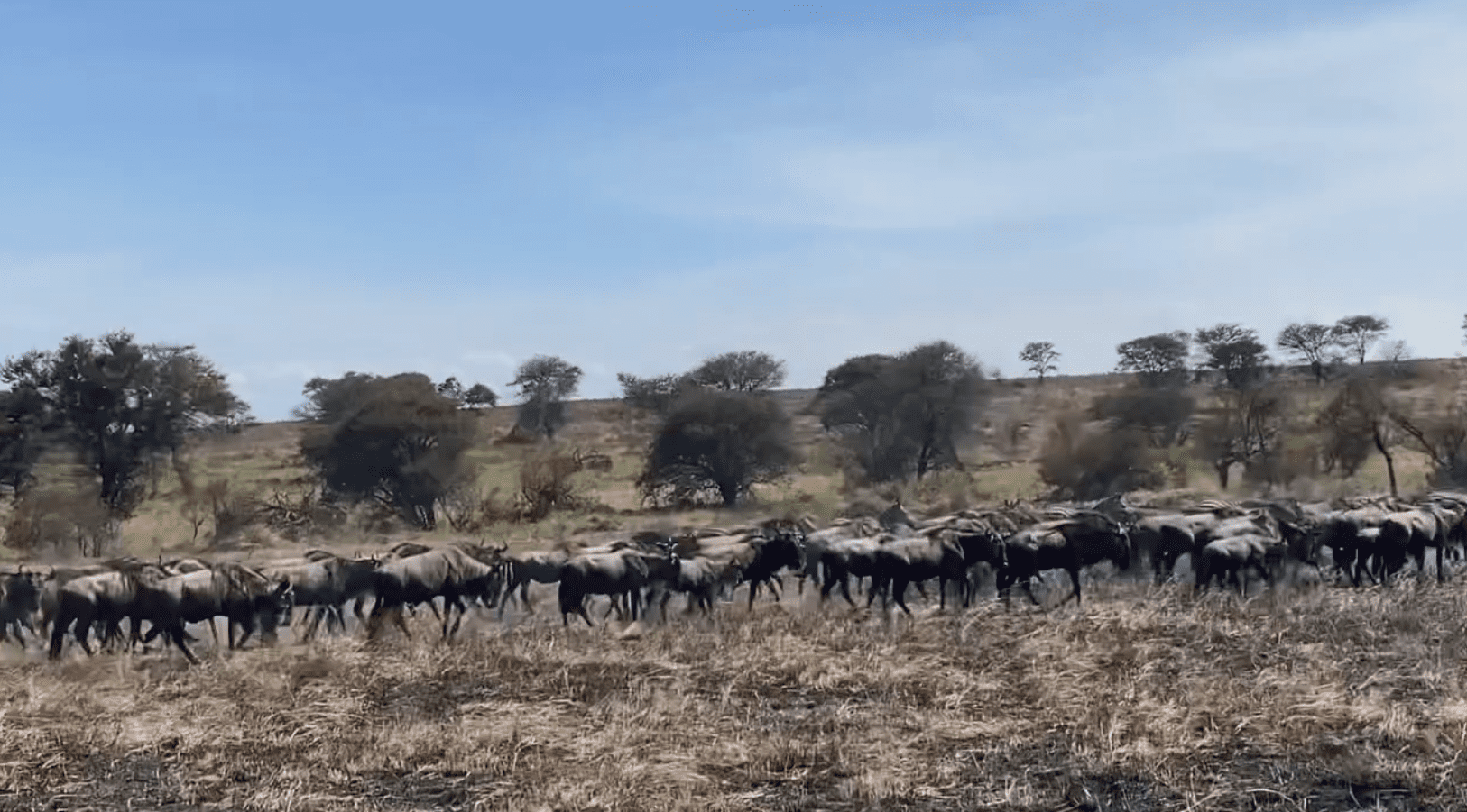 Wildebeest Herds Spotted in Lobo Serengeti North