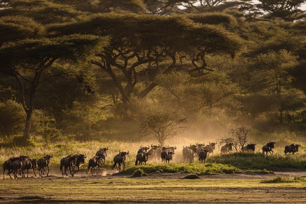 Western Corridor in Serengeti Receives More Wildebeest Herds