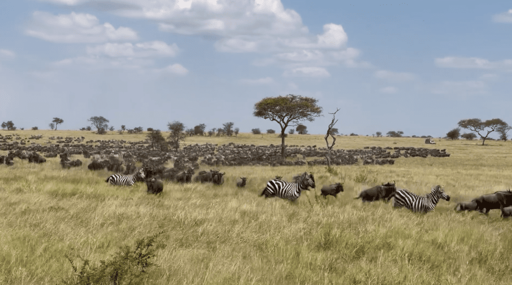 This wildebeest herds were spotted in Togoro Serengeti