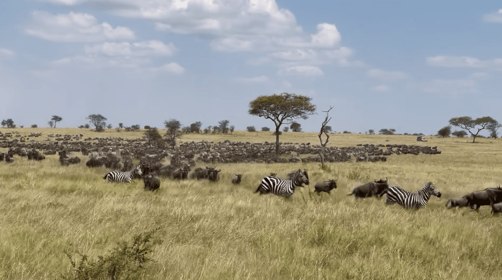 This wildebeest herds were spotted in Togoro Serengeti