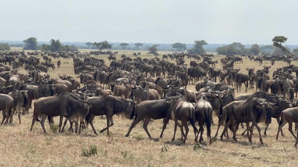 This Herd is in Musabi Plains Serengeti Heading North