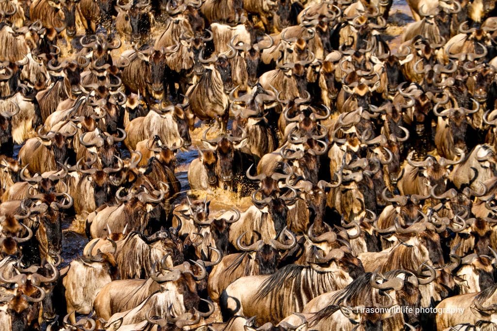 Massive Wildebeest Herds Were Recently Spotted Crossings in Sand River Masai Mara