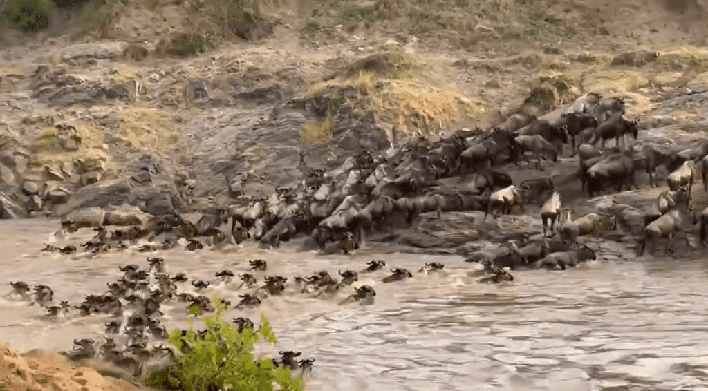 Huge Herd of Wildebeest Crossing in the Mara River Masai Mara