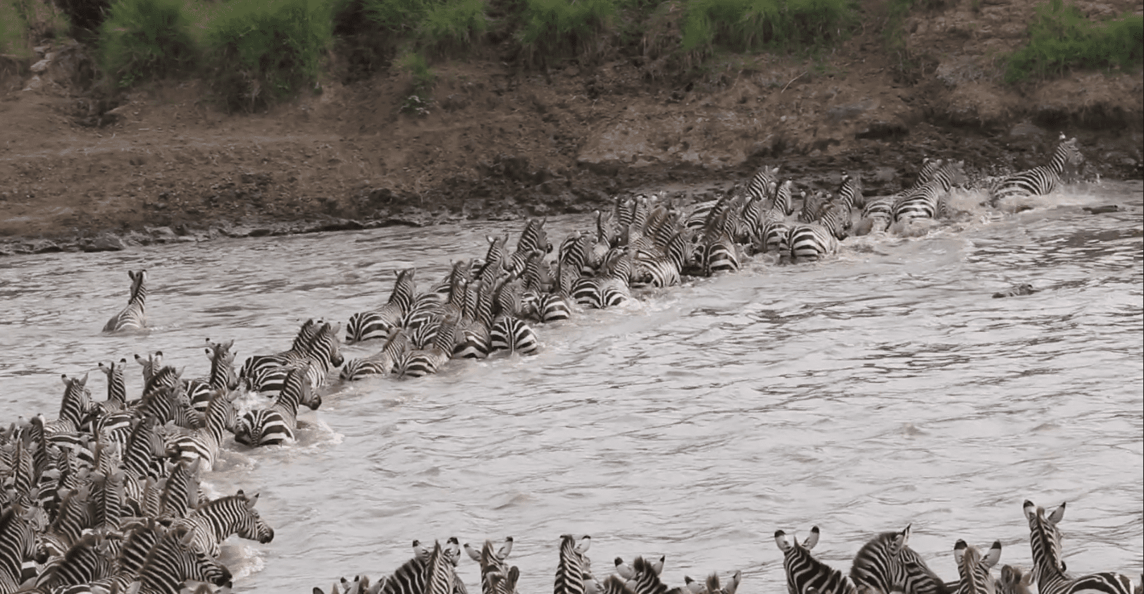 This Zebra Crossing was Recently Sighted in Masai Mara