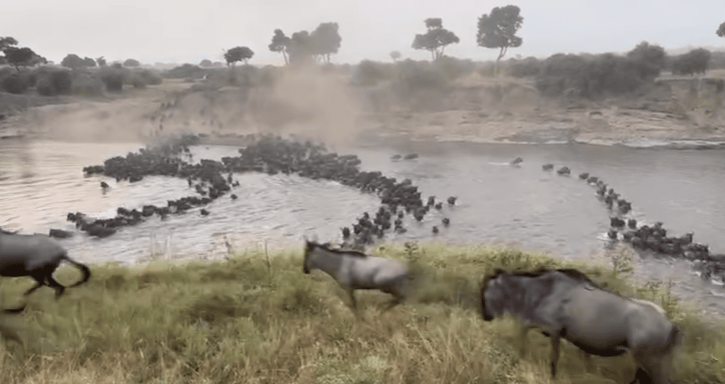 Currently Wildebeest Crossings is at No. 4 and 5 Serengeti Mara River