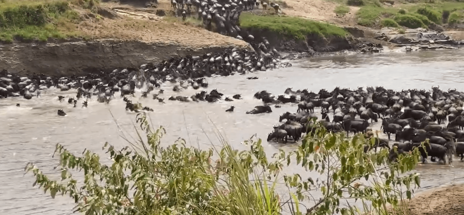 Second Wildebeest Crossing in Serengeti Mara River at No. 3