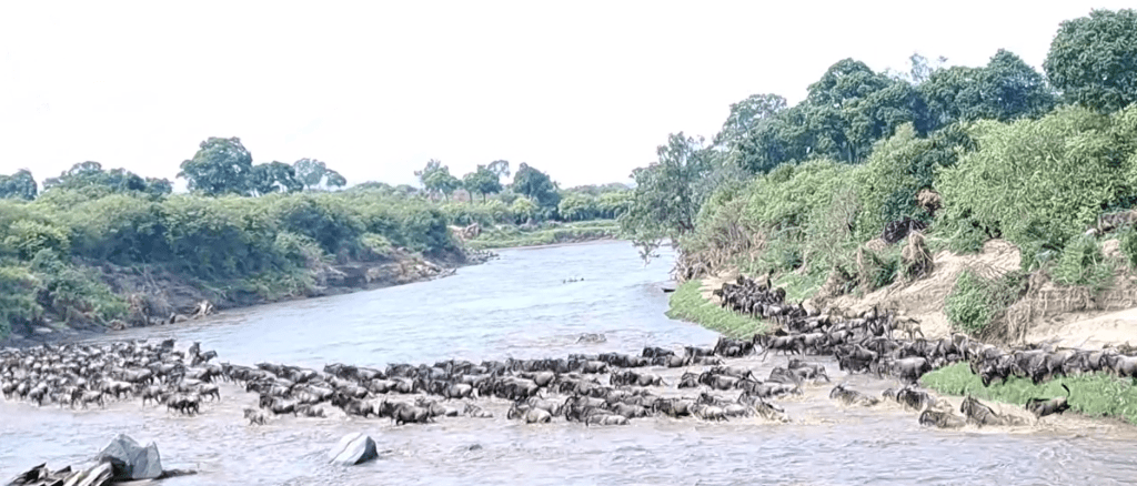 The Wildebeests Have Arrived in Large Numbers in Masai Mara