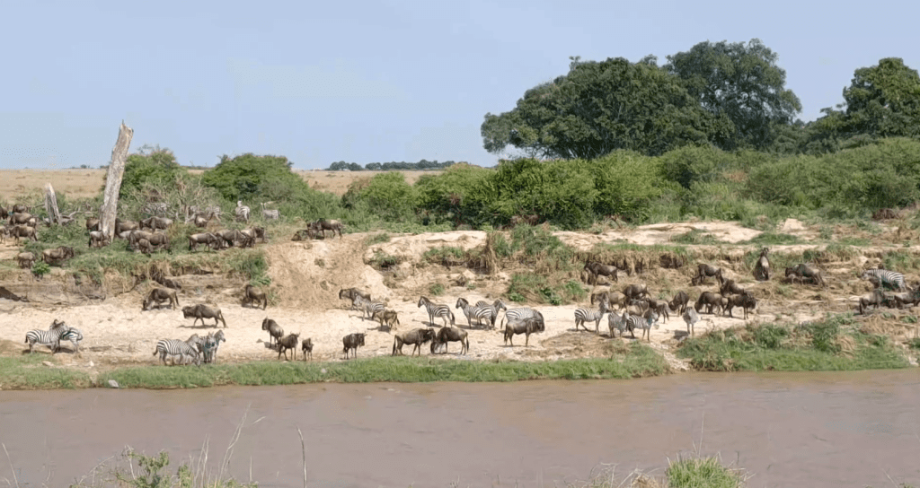 The First Wildebeest Herd Was Recently Seen in Masai Mara
