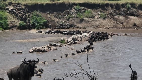 The Wildebeests Migration is Currently Moving down South Serengeti