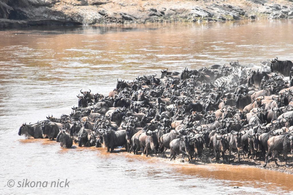 Mega crossing witnessed Today at Lookout Masai Mara