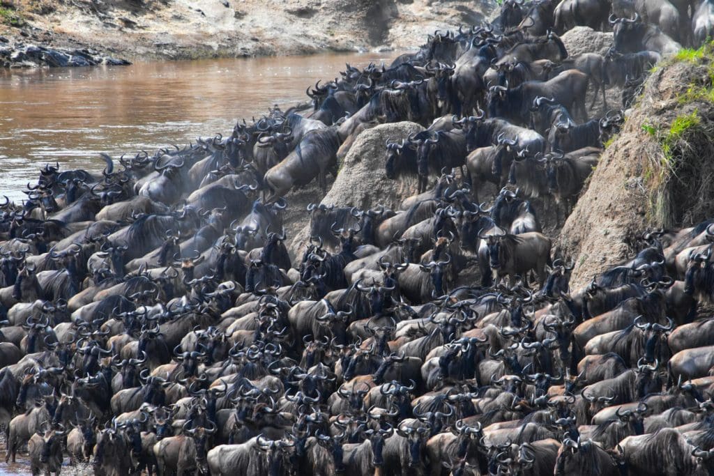 Mega crossing witnessed Today at Lookout Masai Mara