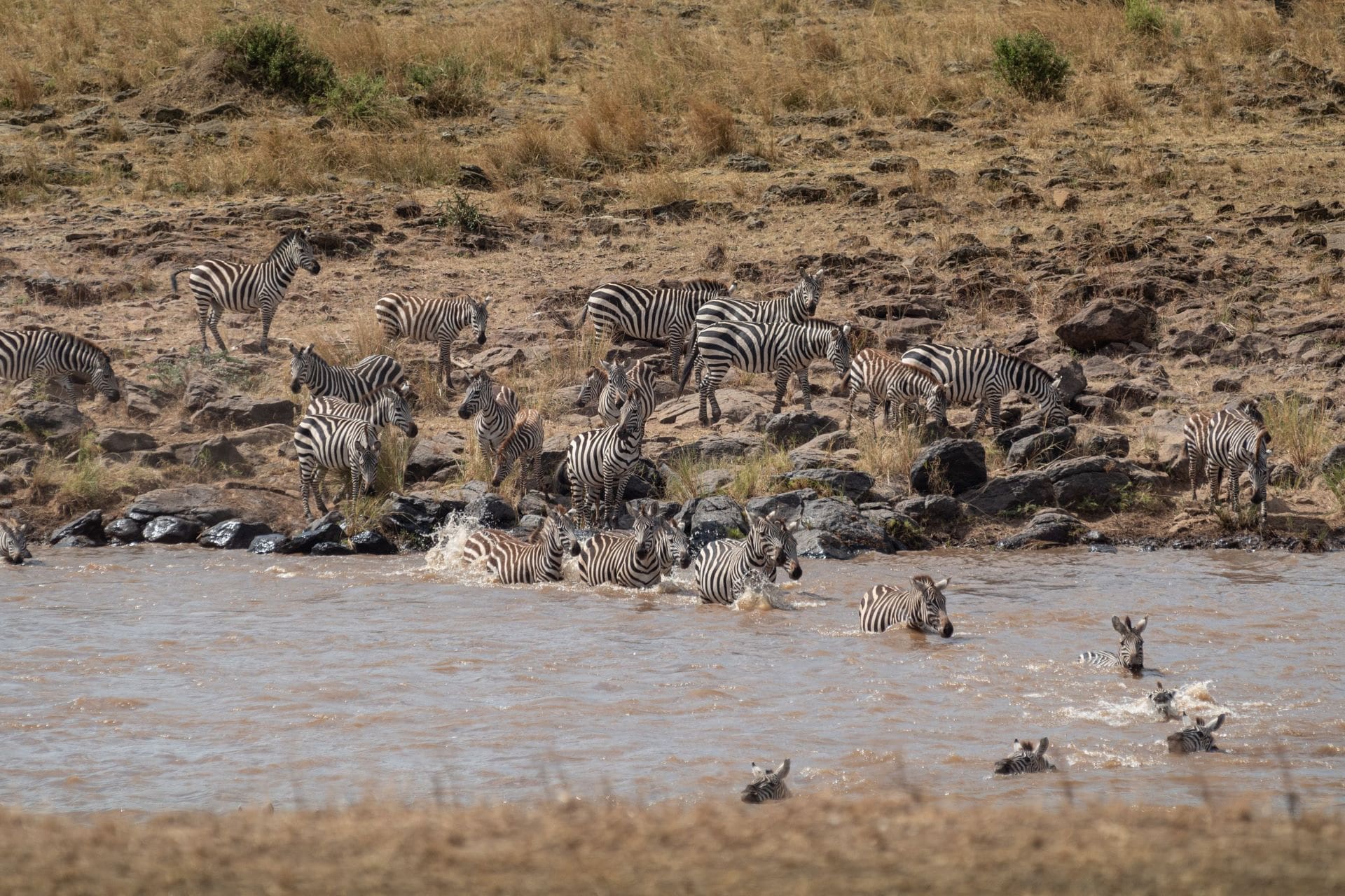 Zebra Crossing Spotted in Mara Triangle