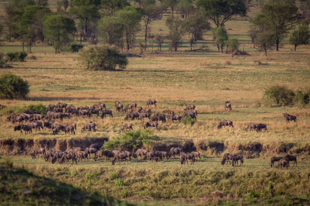 Gnu Mara River Camp