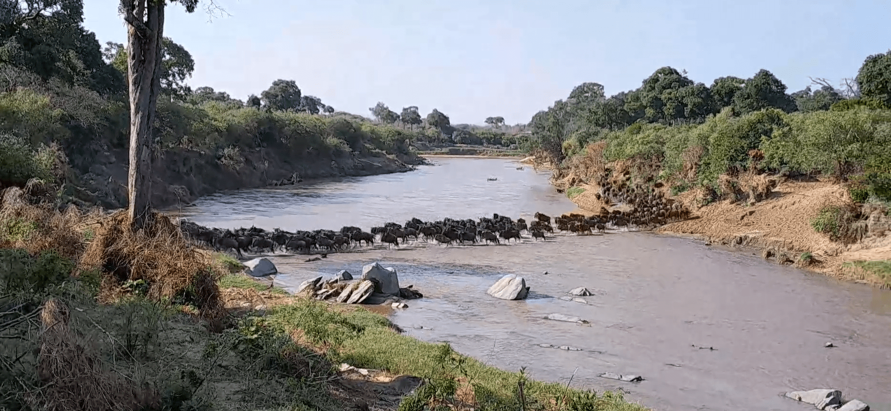 Masai Mara Sand River is Busy with Wildebeest Crossings