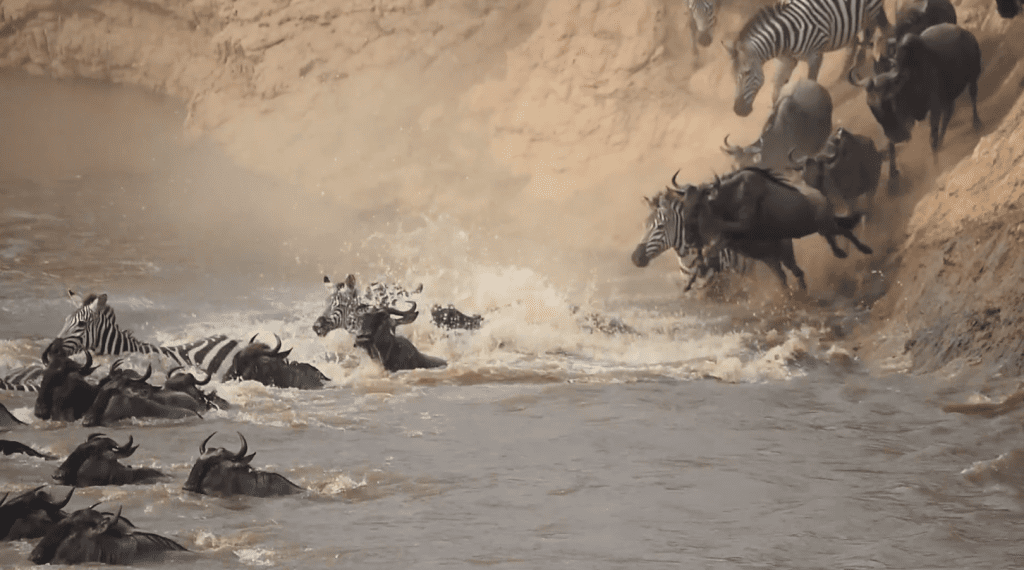 Recent Mara Triangle Dramatic Wildebeest River Crossings