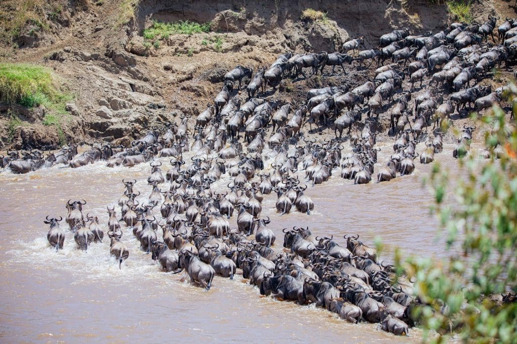 The Return of Wildebeests Herds to South Serengeti
