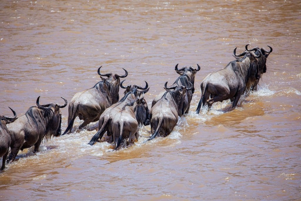 The Return of Wildebeests Herds to South Serengeti