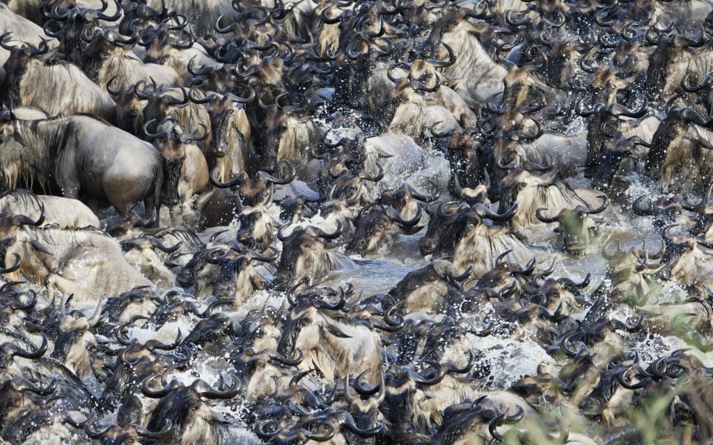 The Herds are still crossing in Northern Serengeti