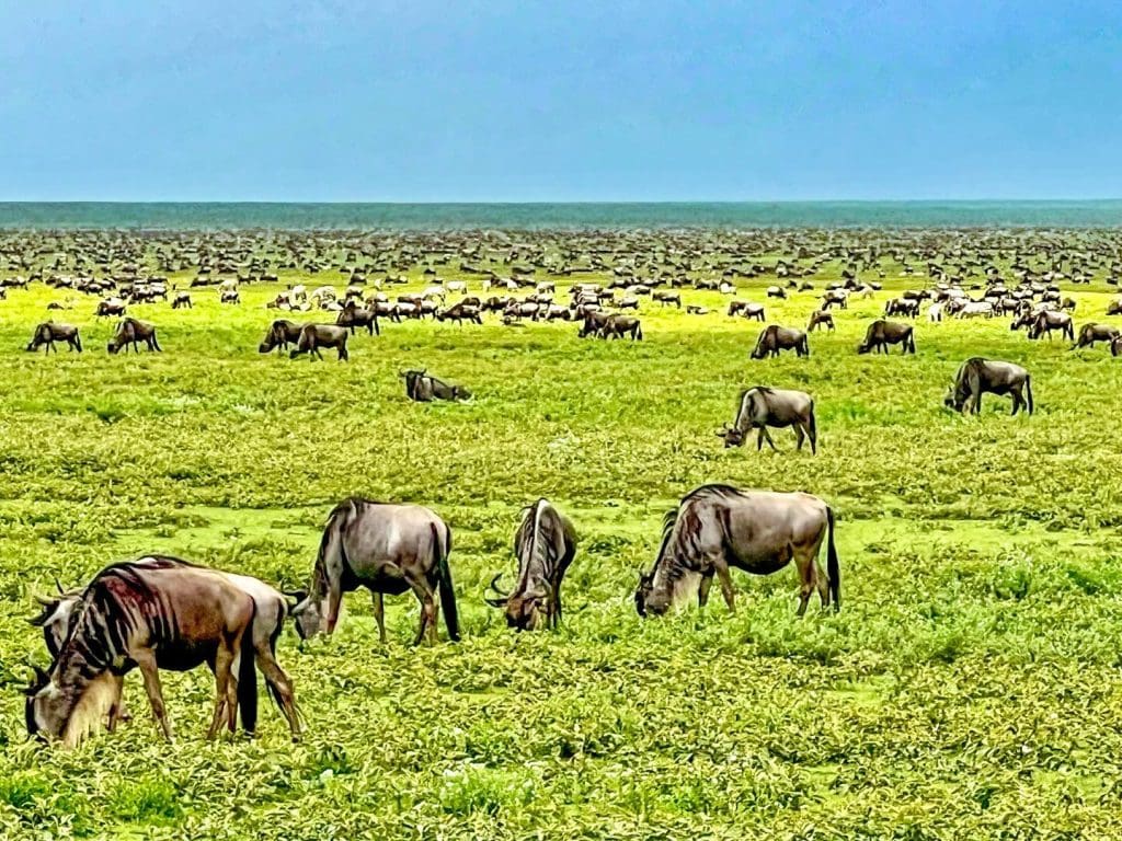 Herds Arrive in Ndutu and South Serengeti