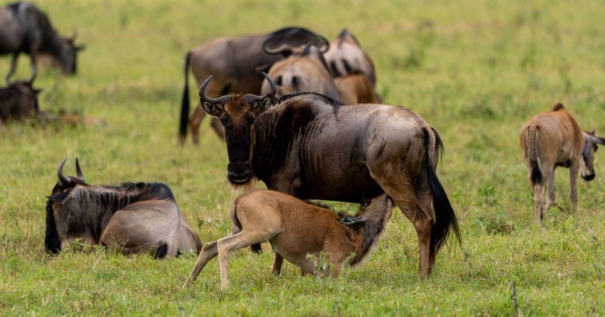 Serengeti Wildebeest Calving Season