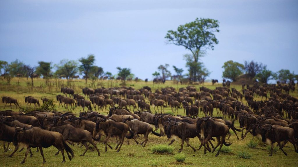 Best Camps for Witnessing the Great Migration