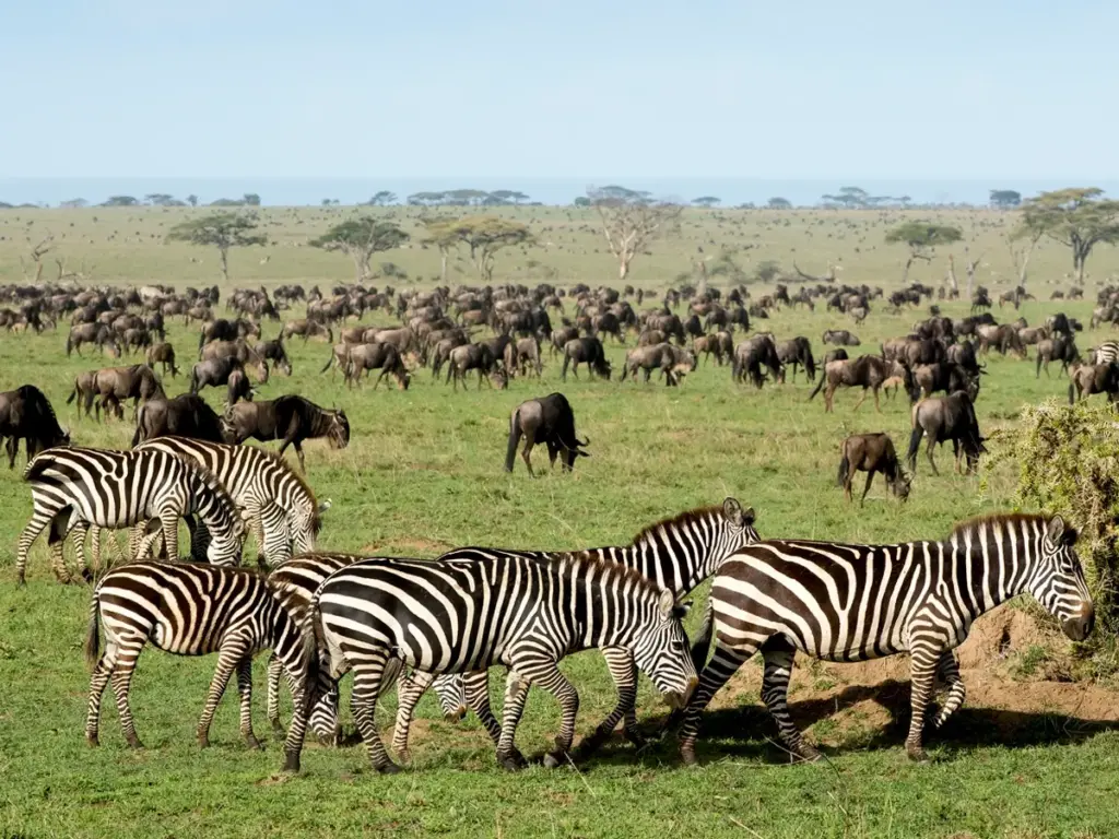 Why zebras migrate with wildebeests