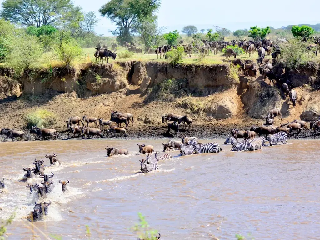 Why zebras migrate with wildebeests