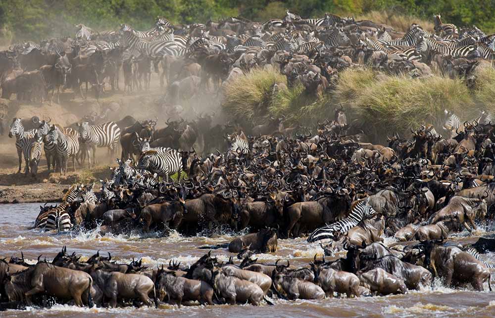 Why Zebras Migrate with Wildebeests