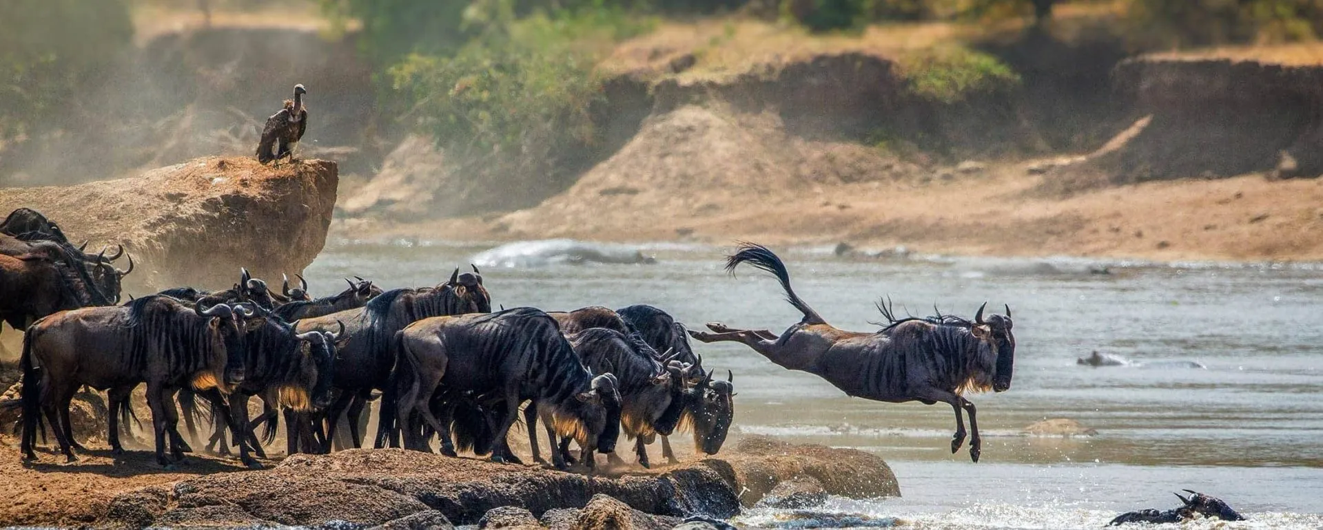 Best Camps for Witnessing the Great Migration