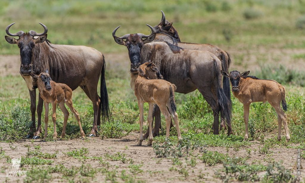 Best Camps for Witnessing the Great Migration